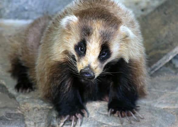 動物図鑑・二ホンアナグマ